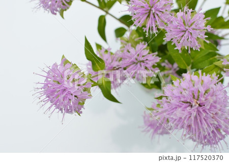 ピンク色のモナルダの花のアレンジ ピンク色のモナルダの花のアレンジ 117520370