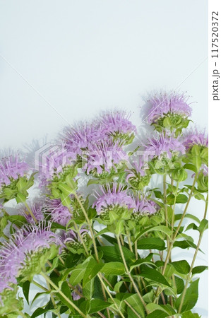 ピンク色のモナルダの花束    ピンク色のモナルダの花束    117520372