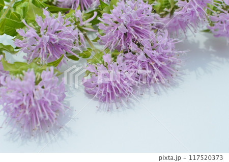 ピンク色のモナルダの花束 ピンク色のモナルダの花束 117520373