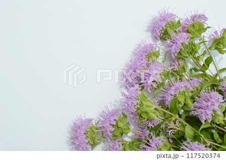 ピンク色のモナルダの花束 ピンク色のモナルダの花束 117520374