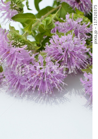 ピンク色のモナルダの花束 　　　　 117520375