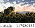 夏のおわり 117520485