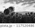 夏の終わり 117520486