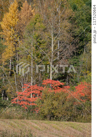 秋の林の中の紅葉 117520664