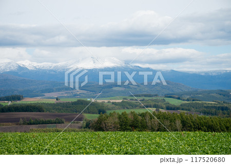 秋の畑作地帯と冠雪の山並み 秋の畑作地帯と冠雪の山並み 117520680