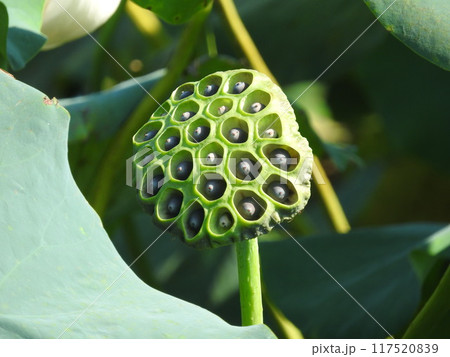 蓮の実 117520839