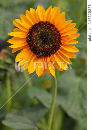 ミツバチとヒマワリの花 117520871