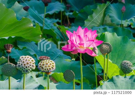 胡蝶ヶ池のハスの花(愛知県名古屋市 鶴舞公園) 胡蝶ヶ池のハスの花(愛知県名古屋市 鶴舞公園) 117521000