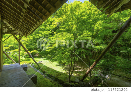 夏の京都岩倉 実相院 青紅葉の庭園 夏の京都岩倉 実相院 青紅葉の庭園 117521292