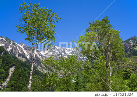 《さわやか上高地・初夏の絶景》河童橋近くの新緑と残雪の穂高連峰 《さわやか上高地・初夏の絶景》河童橋近くの新緑と残雪の穂高連峰 117521324
