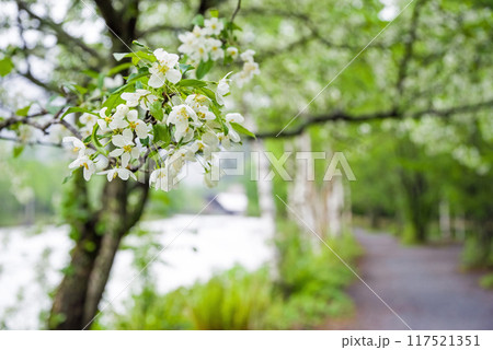 《さわやか上高地》コナシ咲く初夏の梓川沿いの遊歩道 117521351