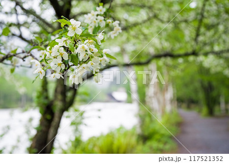 《さわやか上高地》コナシ咲く初夏の梓川沿いの遊歩道 117521352
