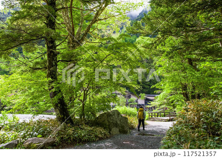 《さわやか上高地》新緑が美しい初夏の河童橋周辺 117521357
