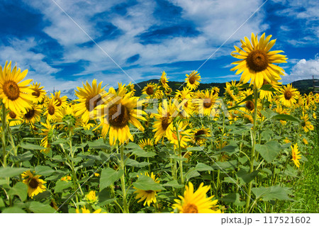 青空に映えるひまわり 117521602