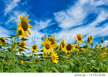 青空に映えるひまわり 117521636