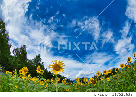 青空に映えるひまわり 117521638