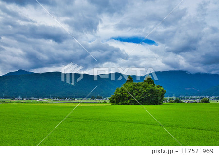 田んぼの中に佇む猫島 117521969