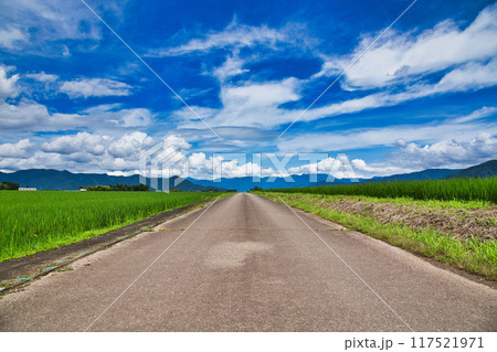 田んぼの中に佇む猫島 117521971