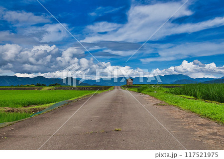 田んぼの中に佇む猫島 117521975