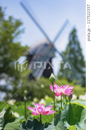 蓮の花と風車（あけぼの山農業公園） 117522357