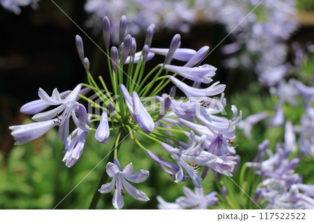 競うように咲き誇る薄紫色のアガパンサスの花 117522522