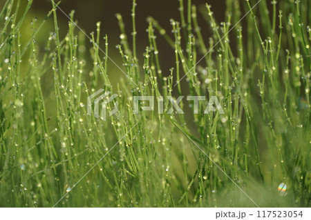 朝露に輝くスギナ 朝露に輝くスギナ 117523054