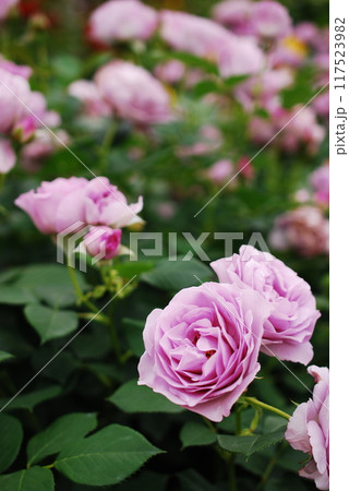 薄紫色のバラ 117523982