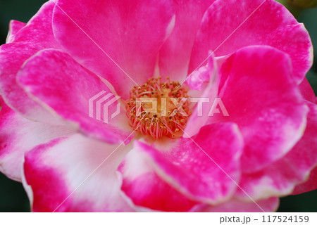 赤い薔薇の花 赤い薔薇の花 117524159