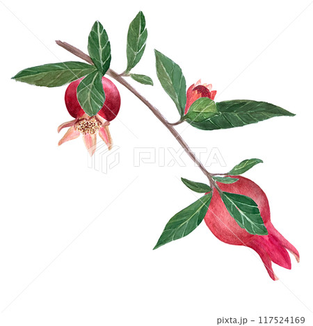 A branch with ripe pomegranates, leaves watercolor illustration isolated on white. Hand drawn realistic fruit element for fall harvest cards, culinary designs, home decor, prints. Autumn plant clip A branch with ripe pomegranates, leaves watercolor illustration isolated on white. Hand drawn realistic fruit element for fall harvest cards, culinary designs, home decor, prints. Autumn plant clip 117524169