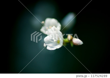 信濃川・やすらぎ堤の白花桜蓼(しろばなさくらたで) 信濃川・やすらぎ堤の白花桜蓼(しろばなさくらたで) 117524289