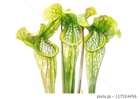 美しい（食虫植物）サラセニア 117524456