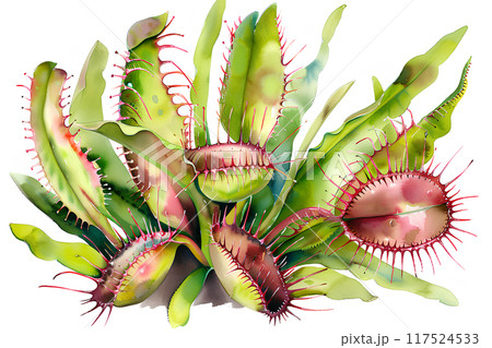 美しい(食虫植物)ハエトリソウ 117524533