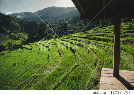 Wooden terrace at the edge of the rice field, rice terraces 117524702