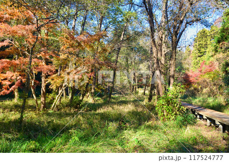 大町公園の美しい紅葉(大町自然観察園)千葉県市川市 大町公園の美しい紅葉(大町自然観察園)千葉県市川市 117524777