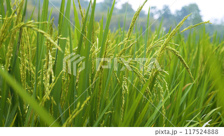 Rice Field Green agriculture ecosystem Asian rice paddy field Vietnam green farm. Harvest agriculture planting cultivation golden green rice terraces in organic farm with tropical natural sunrise. 117524888
