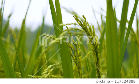 Rice Field Green agriculture ecosystem Asian rice paddy field Vietnam green farm. Harvest agriculture planting cultivation golden green rice terraces in organic farm with tropical natural sunrise. Rice Field Green agriculture ecosystem Asian rice paddy field Vietnam green farm. Harvest agriculture planting cultivation golden green rice terraces in organic farm with tropical natural sunrise. 117524889