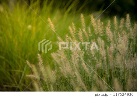 Grass field sunset Beautiful landscape with grasses meadow on sunlight. Countryside heaven amazing field scene grass meadow on sunbeam nature dawn. Sunset dawn landscape vibrant scenery horizontal 117524930