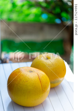 ザボン　ユズ 柚 文旦の写真 117524991