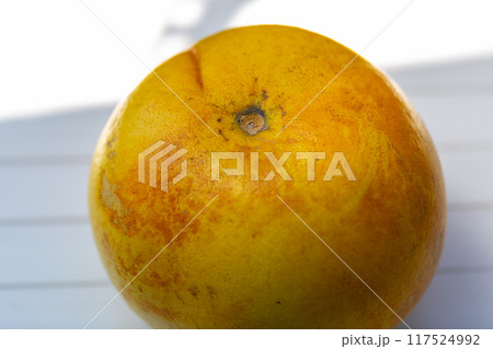 ザボン　ユズ 柚 文旦の写真 117524992