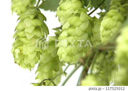 Fresh green hops on the vine, showing detailed texture and vibrant color Fresh green hops on the vine, showing detailed texture and vibrant color 117525012