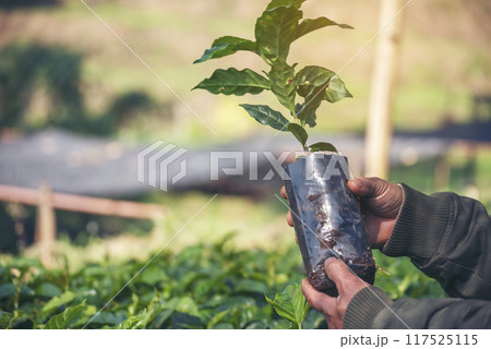 Smart farmer checking plant in eco green farm sustainable quality control. Close up Hand check quality control plant tree. Farmer cultivated planting in eco Farmland biotechnology. Green agriculture Smart farmer checking plant in eco green farm sustainable quality control. Close up Hand check quality control plant tree. Farmer cultivated planting in eco Farmland biotechnology. Green agriculture 117525115