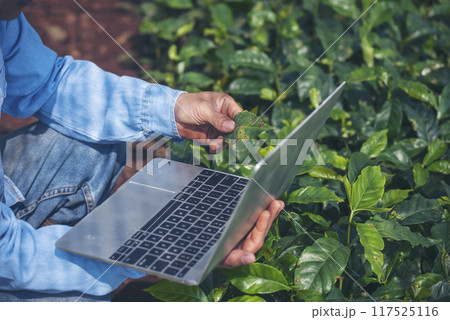 Smart farmer hands using laptop eco green farm sustainable quality control. Close up Hand typing laptop computer quality control plant tree. Farmer use technology checking eco Farmland biotechnology Smart farmer hands using laptop eco green farm sustainable quality control. Close up Hand typing laptop computer quality control plant tree. Farmer use technology checking eco Farmland biotechnology 117525116