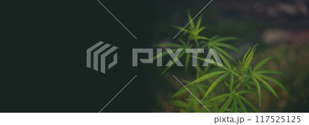 Banner Green weed Marijuana tree cannabis plant narcotic herbal in CBC greenhouse. Panorama Hemp leaf made cannabis crude oil medicine farm. CBC, THC herb agriculture Weed leaf Drug with copy space 117525125