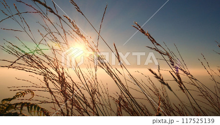 Sunset grass wind autumn meadow in countryside. Beautiful sunset golden grass field beautiful natural flora sunlight outdoor flare. Rural landscape nature plant scene crop view. Morning countryside Sunset grass wind autumn meadow in countryside. Beautiful sunset golden grass field beautiful natural flora sunlight outdoor flare. Rural landscape nature plant scene crop view. Morning countryside 117525139