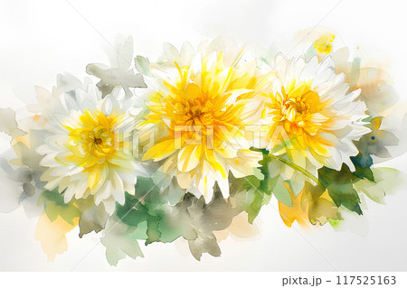 日本の花　菊 117525163