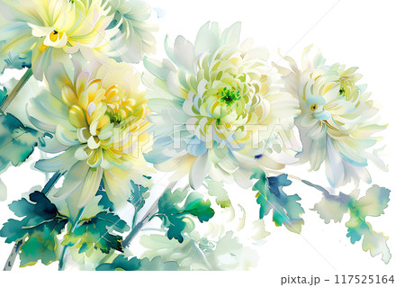 日本の花　菊 117525164