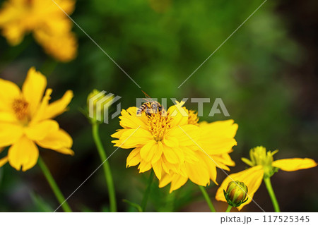 Cosmos in nature Cosmos in nature 117525345
