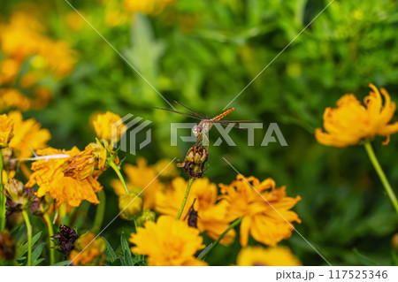 Cosmos in nature Cosmos in nature 117525346
