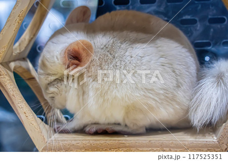 American Guinea Pig 117525351