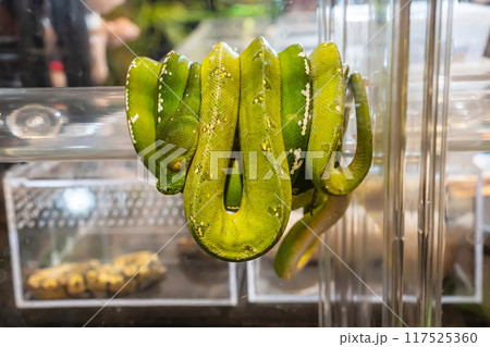 Green tree python